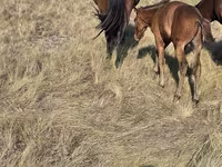Yegua, Kazakh horse — foto 4