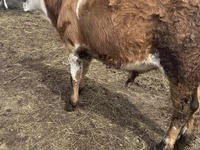 ثور, Simmental cattle — الصورة 1