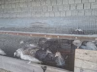 Slovenian Silver Hen — photo 4