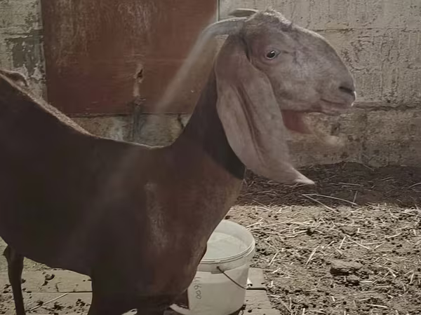 عنزة, Beetal goats