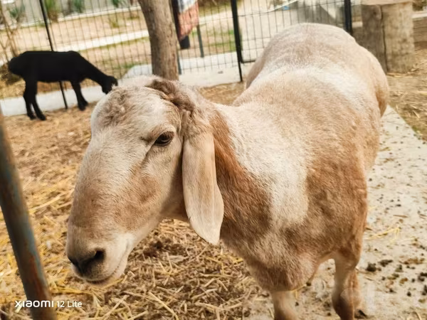 Carnero, Arashan sheep