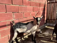 Ziegenbock, Alpine goat — Foto 3