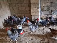 Chickens — foto 5