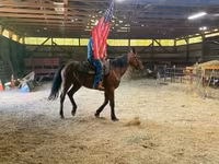 Horse (M), Standardbred — photo 2