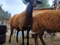 Ram, Blackheaded Persian sheep — photo 3