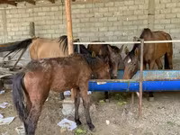 Yegua, Caballos — foto 2