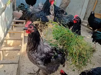 Australian Pit Game fowl — photo 4