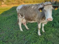 Kuh, Kaste Kuh — Foto 1