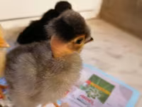 Chickens — photo 4