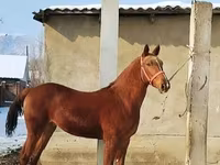 Hengst, Karabair horse — Foto 2