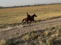 فرس, French Trotter — الصورة 5