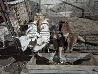 Cabra, Saanen goat — foto 5