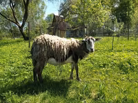 Ziege, Kejobong goat — Foto 1