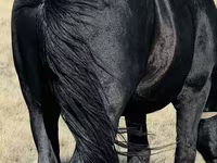 Caballo, Caballos — foto 2