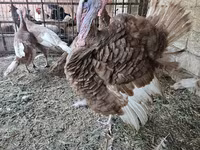 بوربون الأحمر — الصورة 1