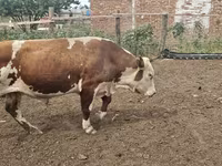 ثور, Simmental cattle — الصورة 2