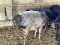 Carnero, Hissar sheep — foto 1