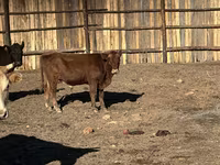 ثور, الماشية — الصورة 5