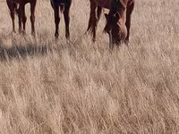 فرس, Horse breed — الصورة 5