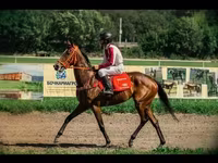 Mare, Arabian horse — photo 1