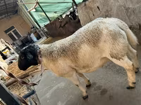 Carnero, Dorper sheep — foto 3