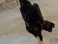 Chickens — फ़ोटो 6