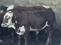 Toro, Simmental cattle — foto 3
