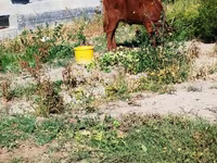 بقرة, الماشية — الصورة 3