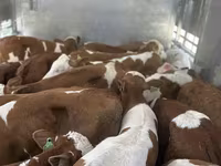 ثور, Simmental cattle — الصورة 2