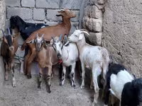 Коза, Альпийская коза — фото 3