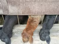 Schaf, Hissar sheep — Foto 1