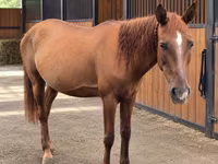 فرس, Thoroughbred horse — الصورة 2