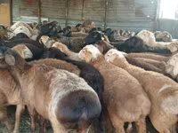 كبش, Kazakh fat-tailed coarsewool sheep — الصورة 1