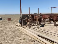 Stute, Kazakh horse — Foto 2