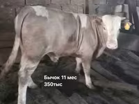 ثور, Simmental cattle — الصورة 4