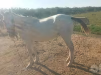 Mare, Horses — photo 3