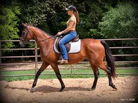فرس, Standardbred — الصورة 2