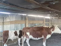 Kuh, Simmental cattle — Foto 3