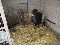 Sheep, Hissar sheep — photo 2