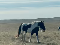Caballo, Caballos — foto 4