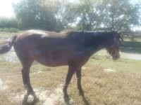 فرس, Horse breed — الصورة 1