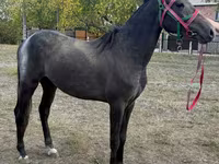 Hengst, Orlov Trotter — Foto 2