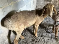 Sheep, Katum sheep — photo 3