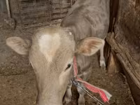 Bovinos (lote, sexo no especificado), Ganado vacuno — foto 1