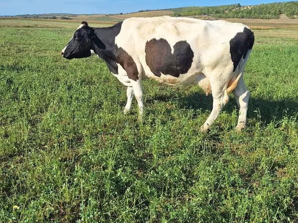Vaca, Simmental cattle