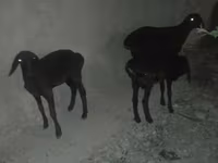 Sheep, Karakul sheep — photo 1