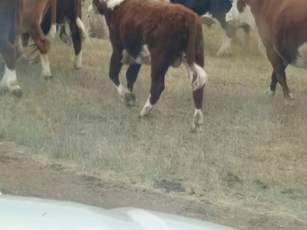 Bull, White-headed Ukrainian