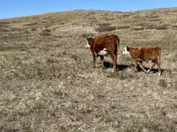 بقرة, Simmental cattle — الصورة 8
