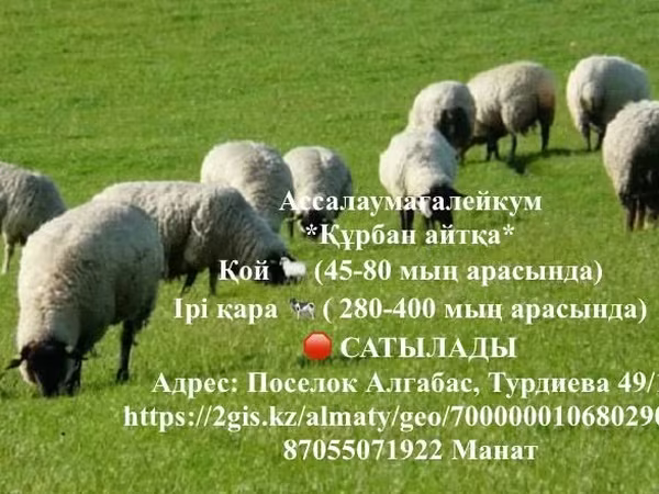 Баран, Бараны