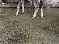 公牛, Alatau breed — 照片 5